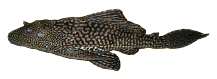 plecostomus left