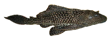 plecostomus right